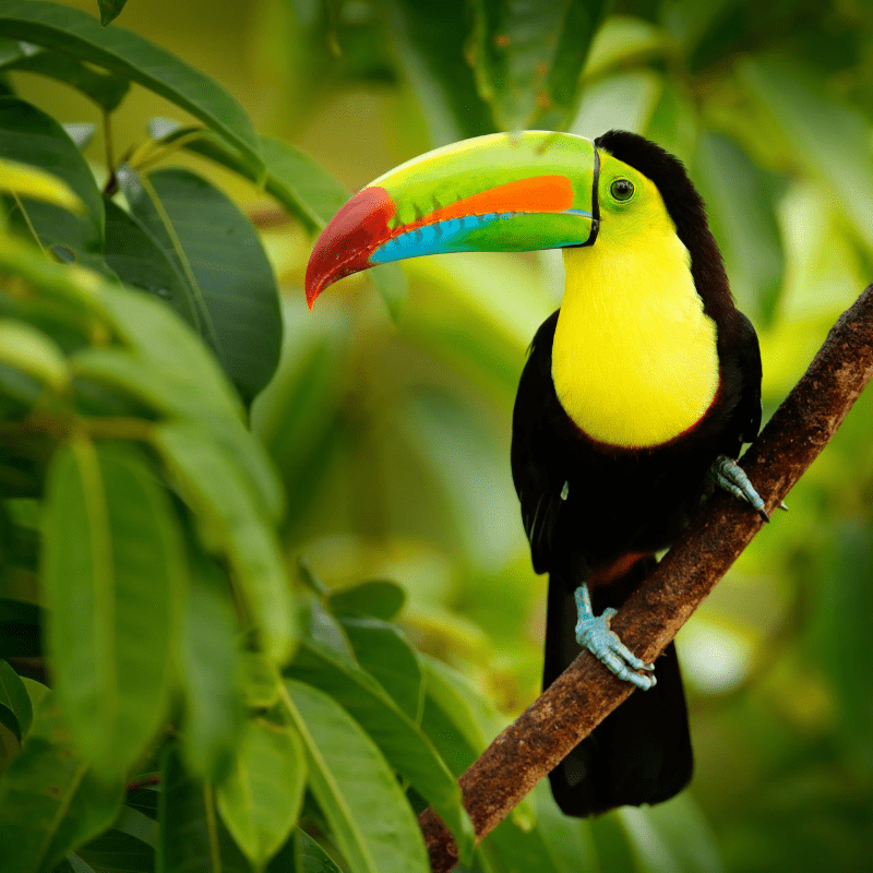 Costa Rica