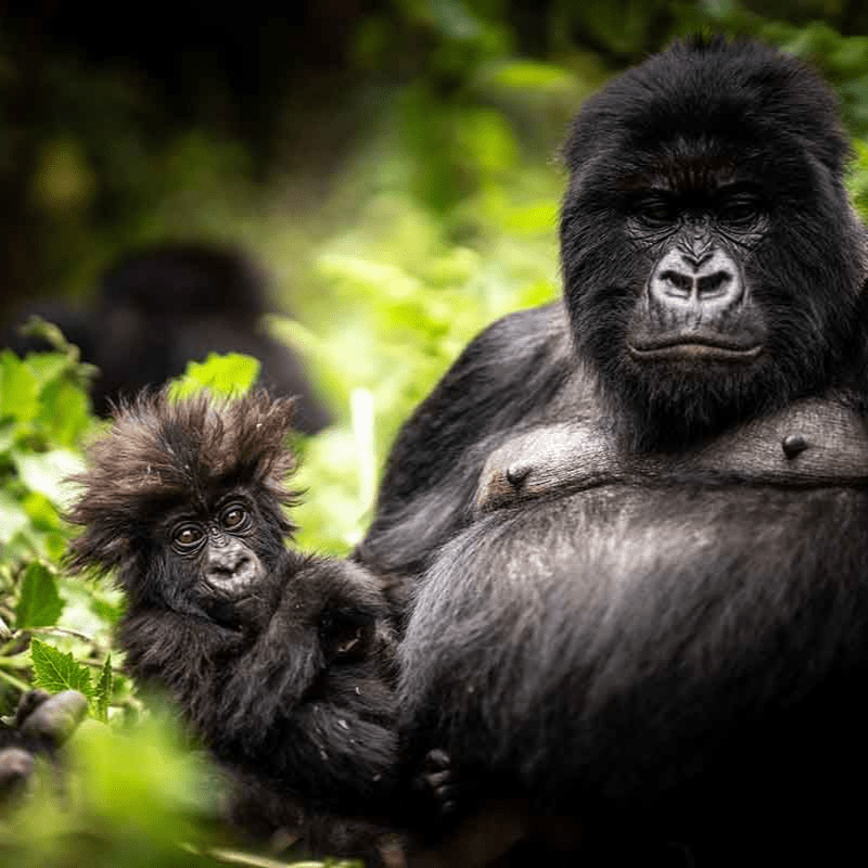 Rwanda